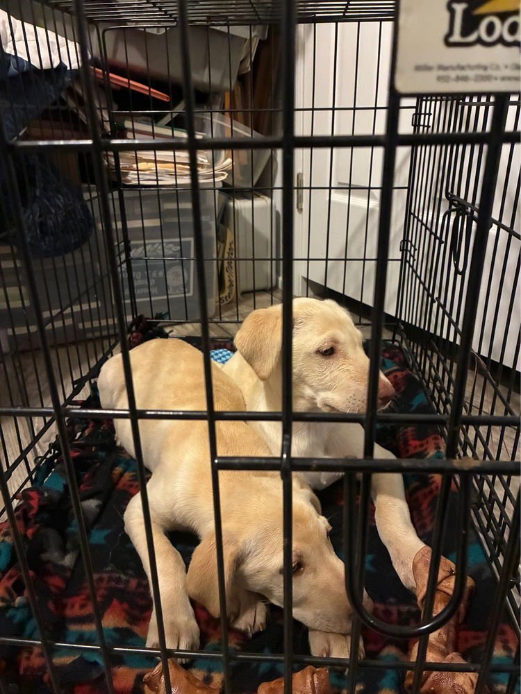 ARMIA / ROWDY - Labrador Retriever available for adoption