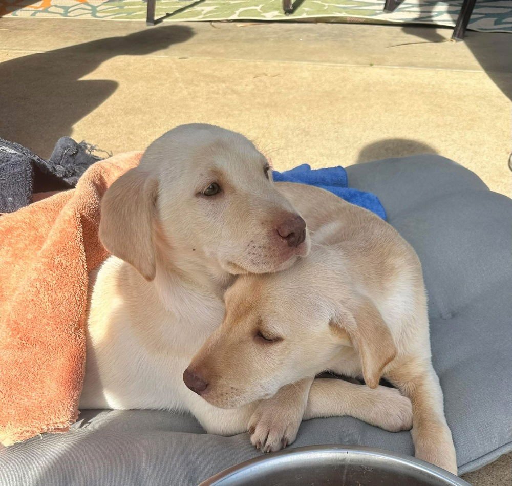 Armia / Rowdy - Photo 3