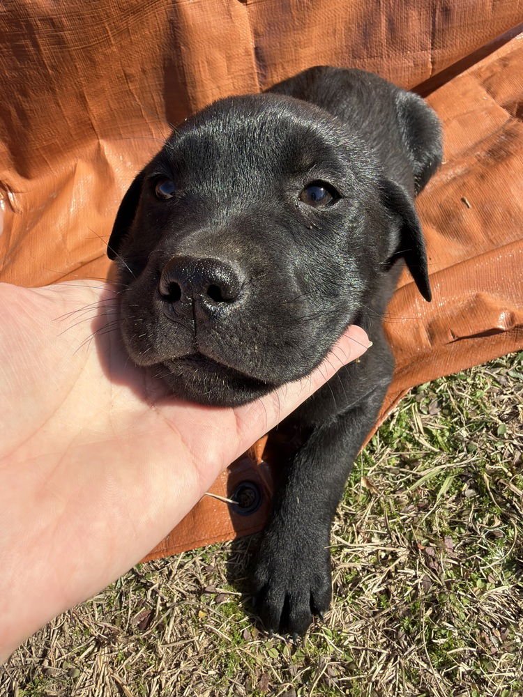 CAIRNS / UDON - Labrador Retriever / Terrier available for adoption