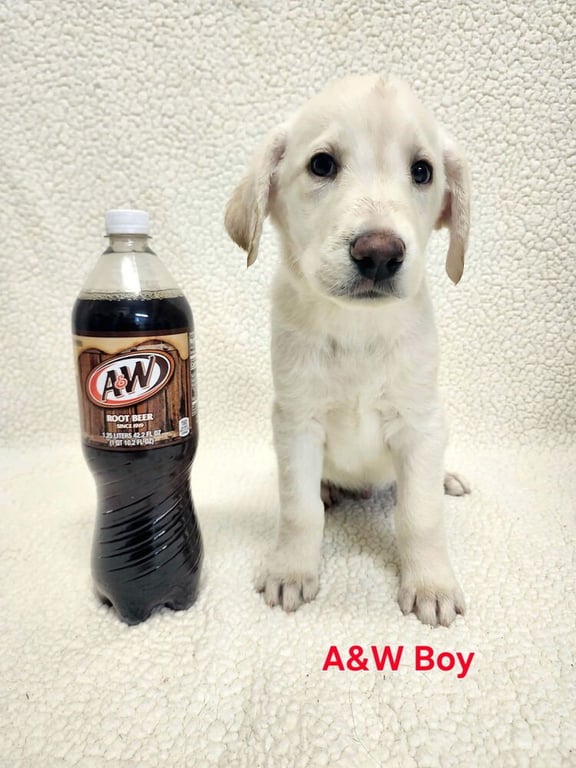 Cisare / A&W Image