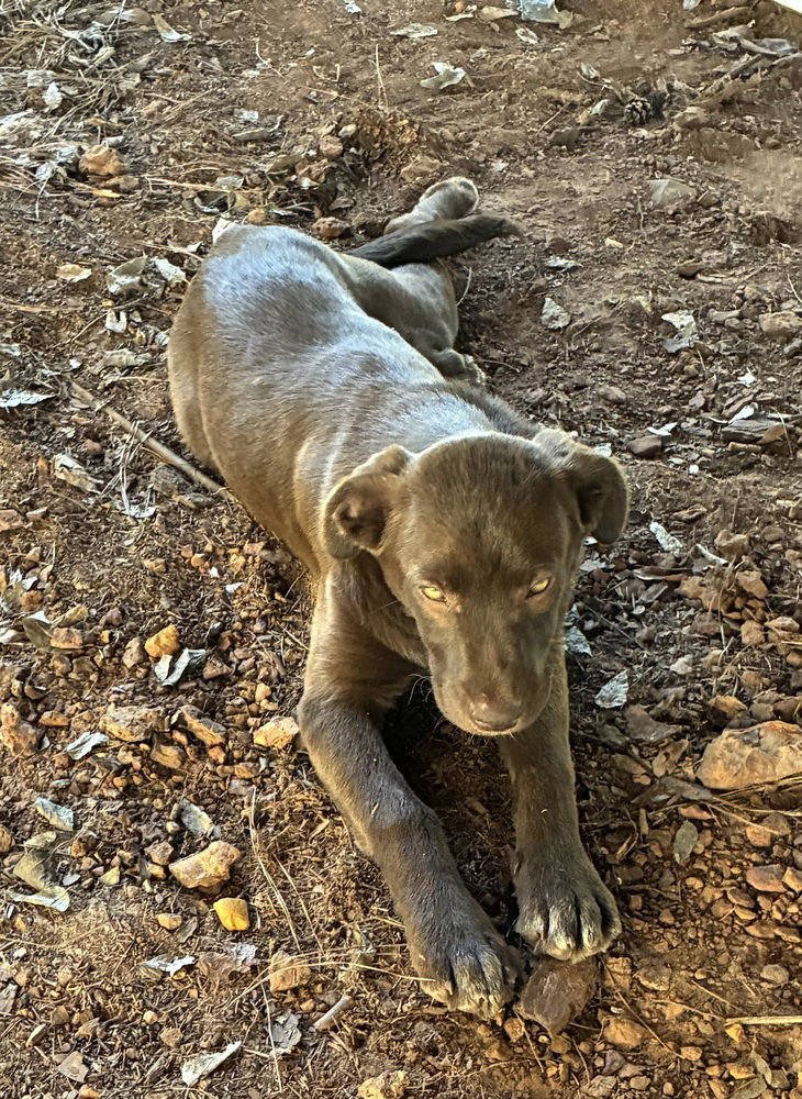 CECHMANEK / MAYPOP - Labrador Retriever / Terrier available for adoption