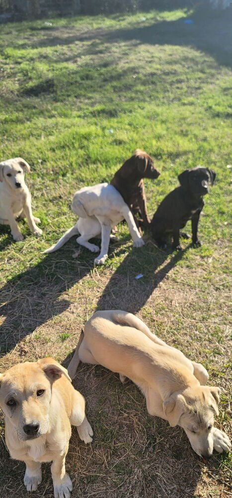 CECHMANEK / MAYPOP - Labrador Retriever / Terrier available for adoption