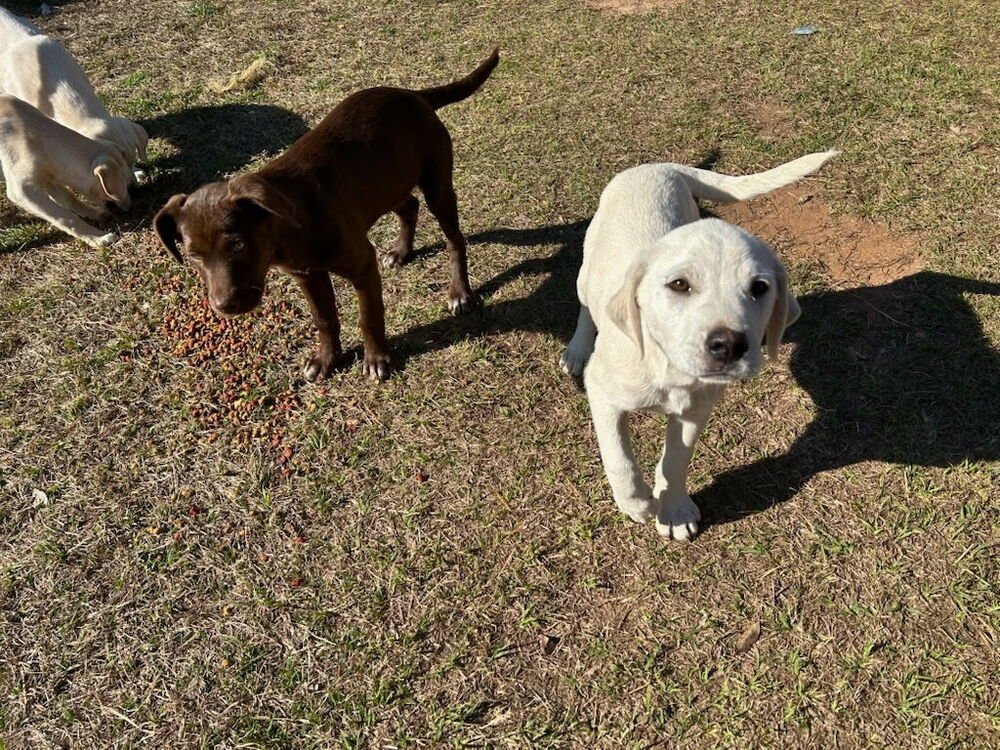 Cechmanek / Maypop - Photo 3