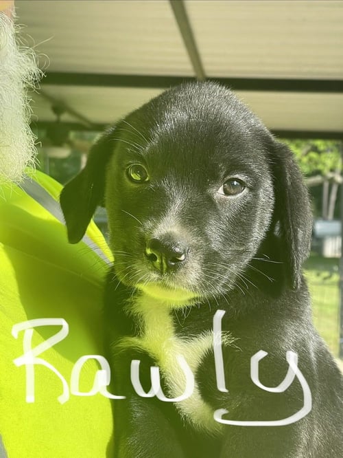 CONNAUTON / RAWLY - Labrador Retriever / Terrier available for adoption