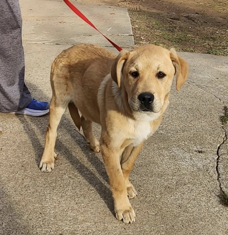 CHMELIR / DAPHNE - Labrador Retriever available for adoption