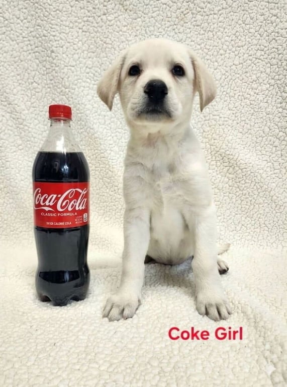 Cigera / Coke Image