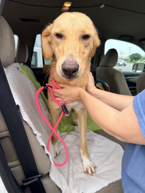 CRAWFORRD / SASSAFRAS / SASSY - Golden Retriever / Terrier available for adoption