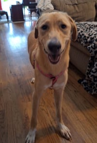 Crawforrd / Sassafras / Sassy - Photo 4