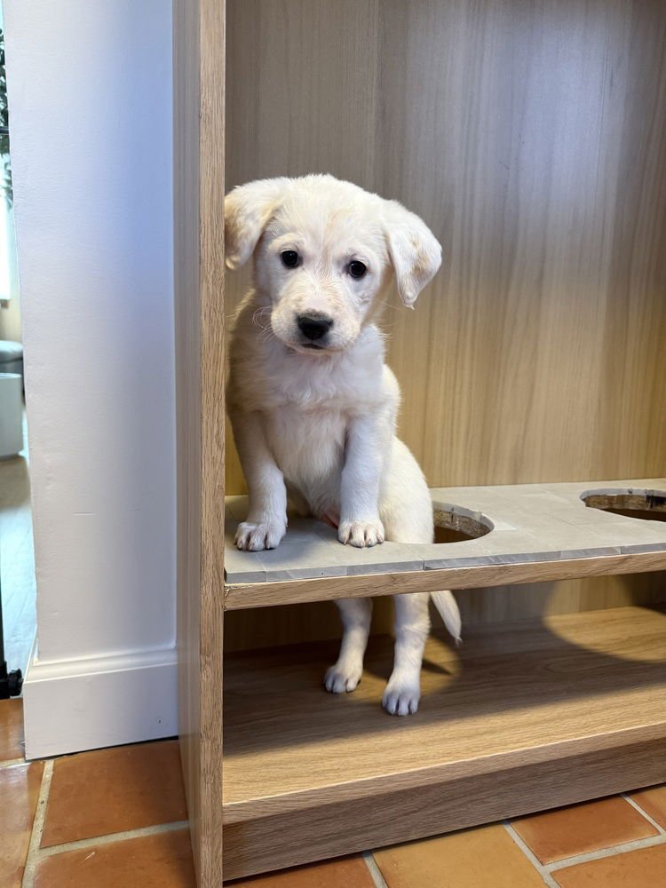 TIMANDER / AZALEA - Labrador Retriever available for adoption