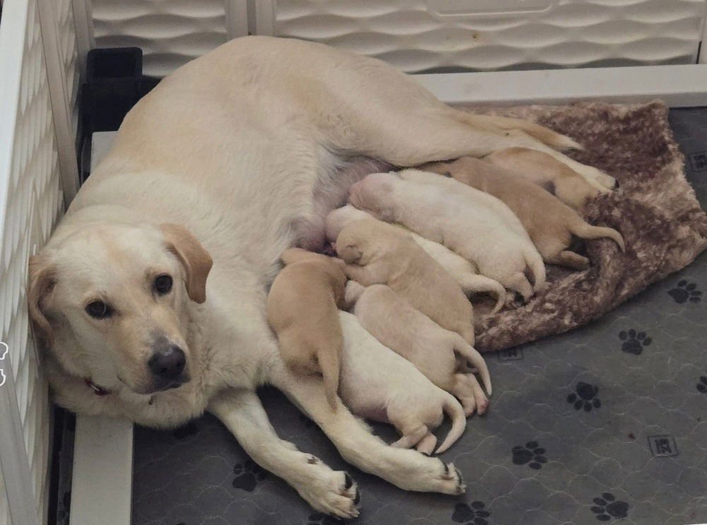 TIMANDER / AZALEA - Labrador Retriever available for adoption