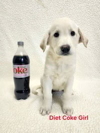 Churruchee / Diet Coke - Photo 1