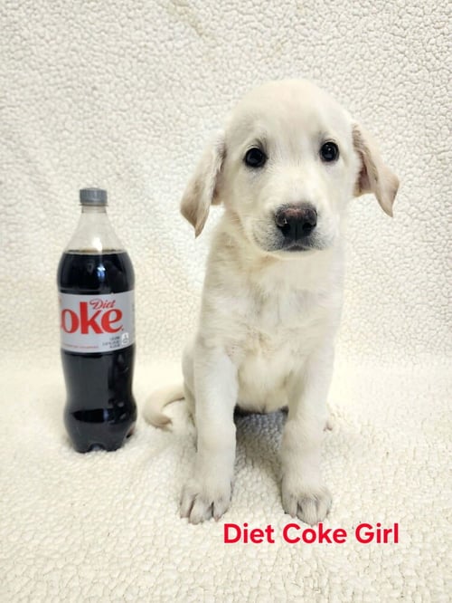 CHURRUCHEE / DIET COKE - Labrador Retriever / Terrier available for adoption