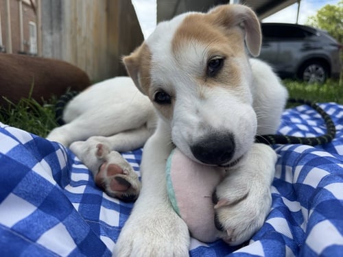 DESPRES / LENNY - Labrador Retriever / Terrier available for adoption