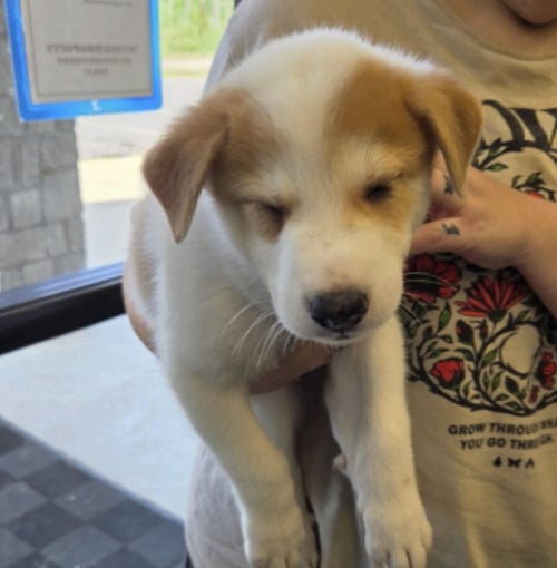 DESPRES / LENNY - Labrador Retriever / Terrier for adoption in Westminster
