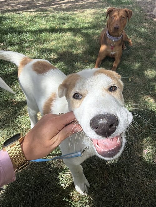 DESPRES / LENNY - Labrador Retriever / Terrier available for adoption