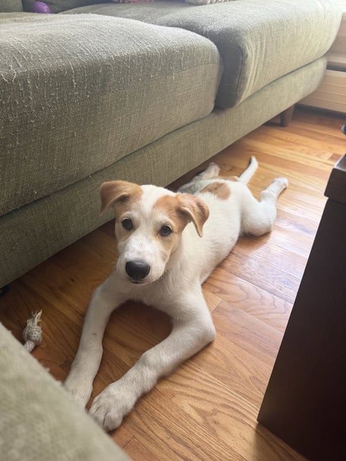 DESPRES / LENNY - Labrador Retriever / Terrier available for adoption