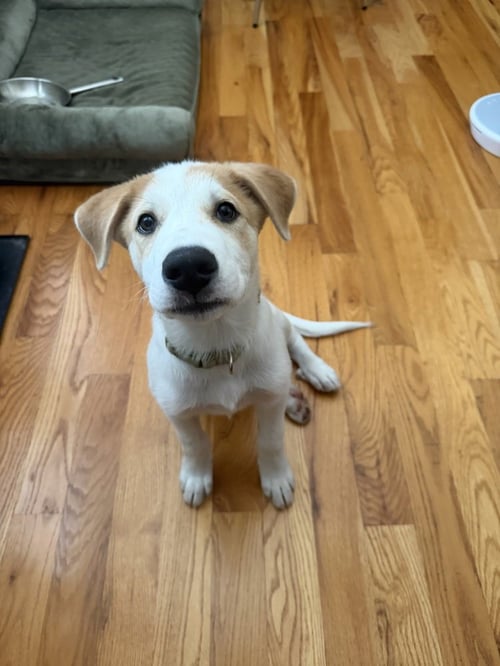 DESPRES / LENNY - Labrador Retriever / Terrier available for adoption