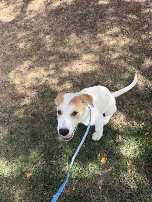DESPRES / LENNY - Labrador Retriever / Terrier available for adoption