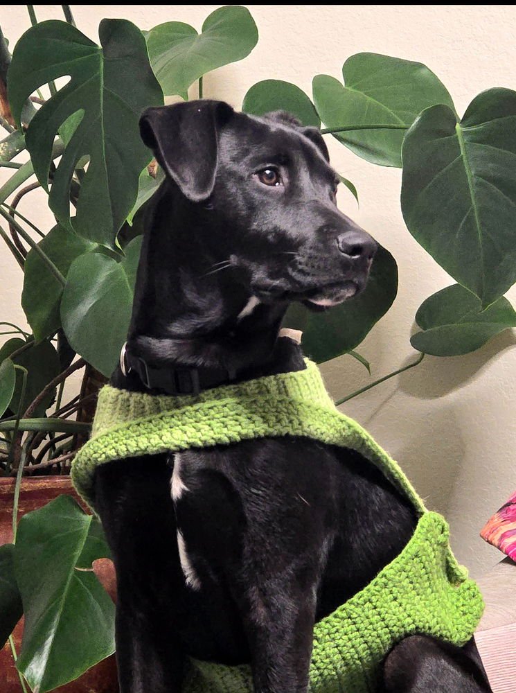 BRANEGOTON / DARIUS - Labrador Retriever available for adoption