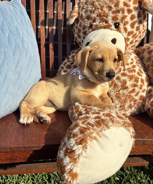COWAN / MERLOT - Labrador Retriever / Terrier available for adoption