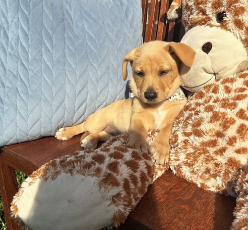 COWAN / MERLOT - Labrador Retriever / Terrier available for adoption