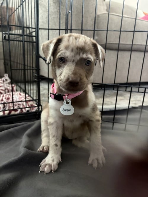 DIMITRAKOS / SAILOR - Labrador Retriever / Terrier for adoption in Thornton
