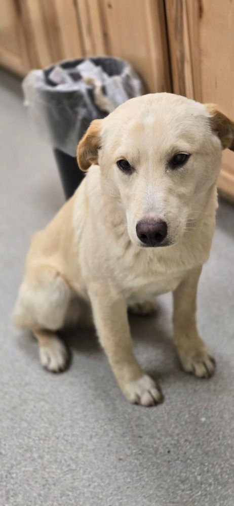 CAGGIULA / GUNNAR - Labrador Retriever / Terrier available for adoption