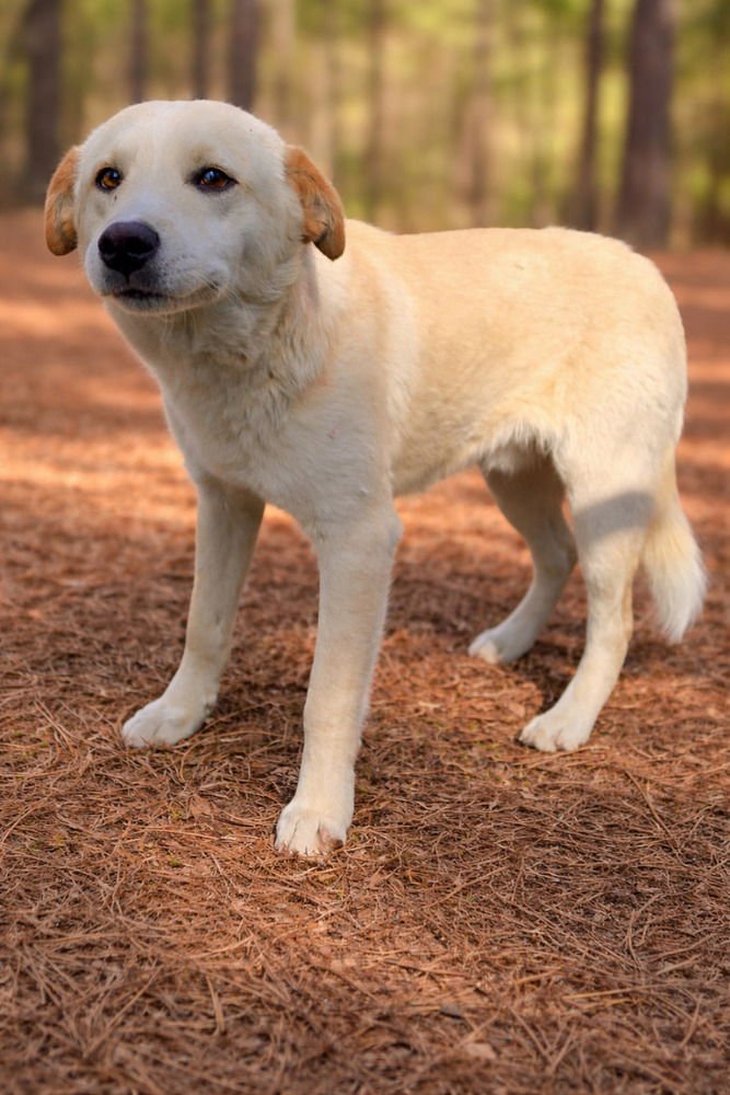 CAGGIULA / GUNNAR - Labrador Retriever / Terrier available for adoption