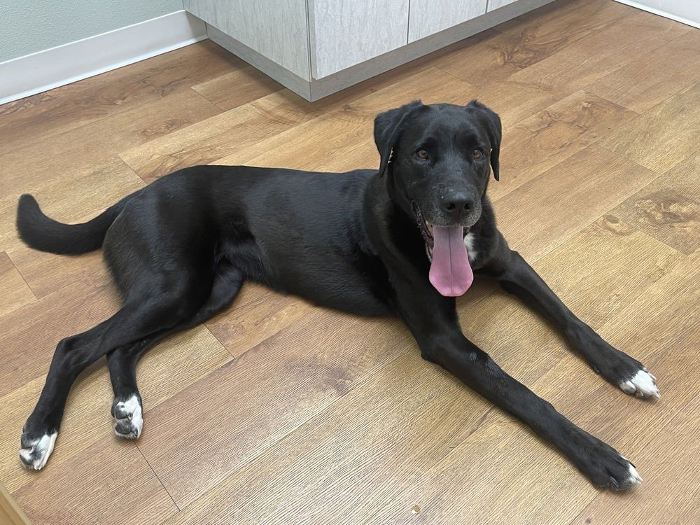 CHANFE / LEDA - Labrador Retriever available for adoption