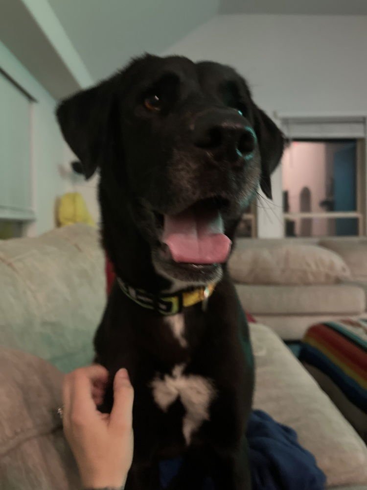 CHANFE / LEDA - Labrador Retriever available for adoption