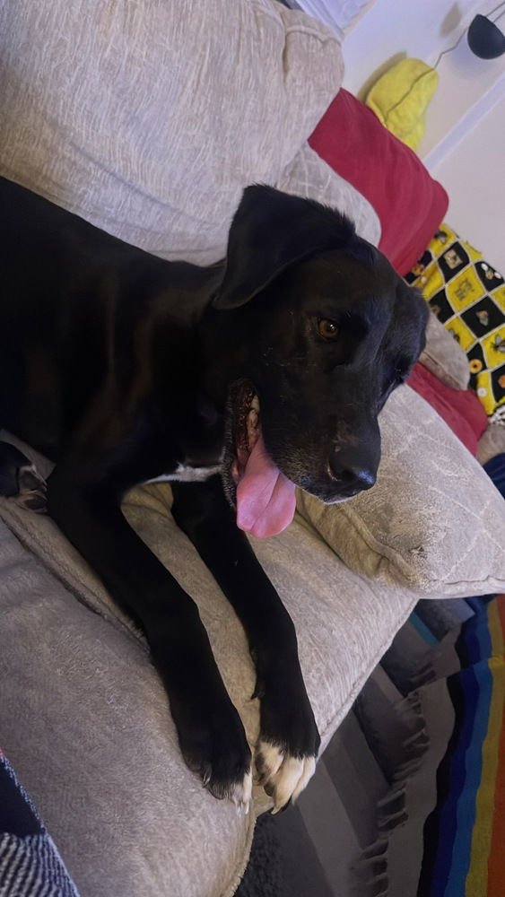 Chanfe / Leda - Photo 3