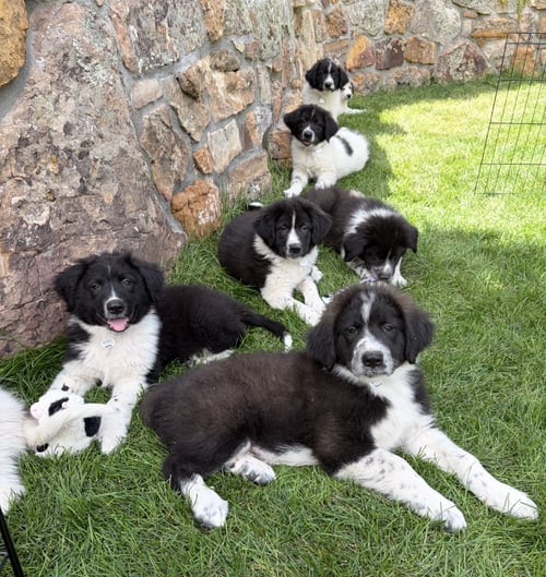 DOMI / BADGER - Labrador Retriever / Terrier for adoption in Thornton