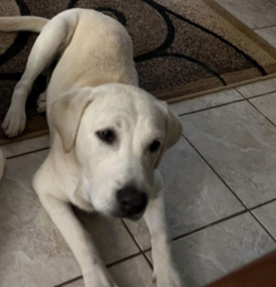 BOHONOS / JACK - Labrador Retriever available for adoption