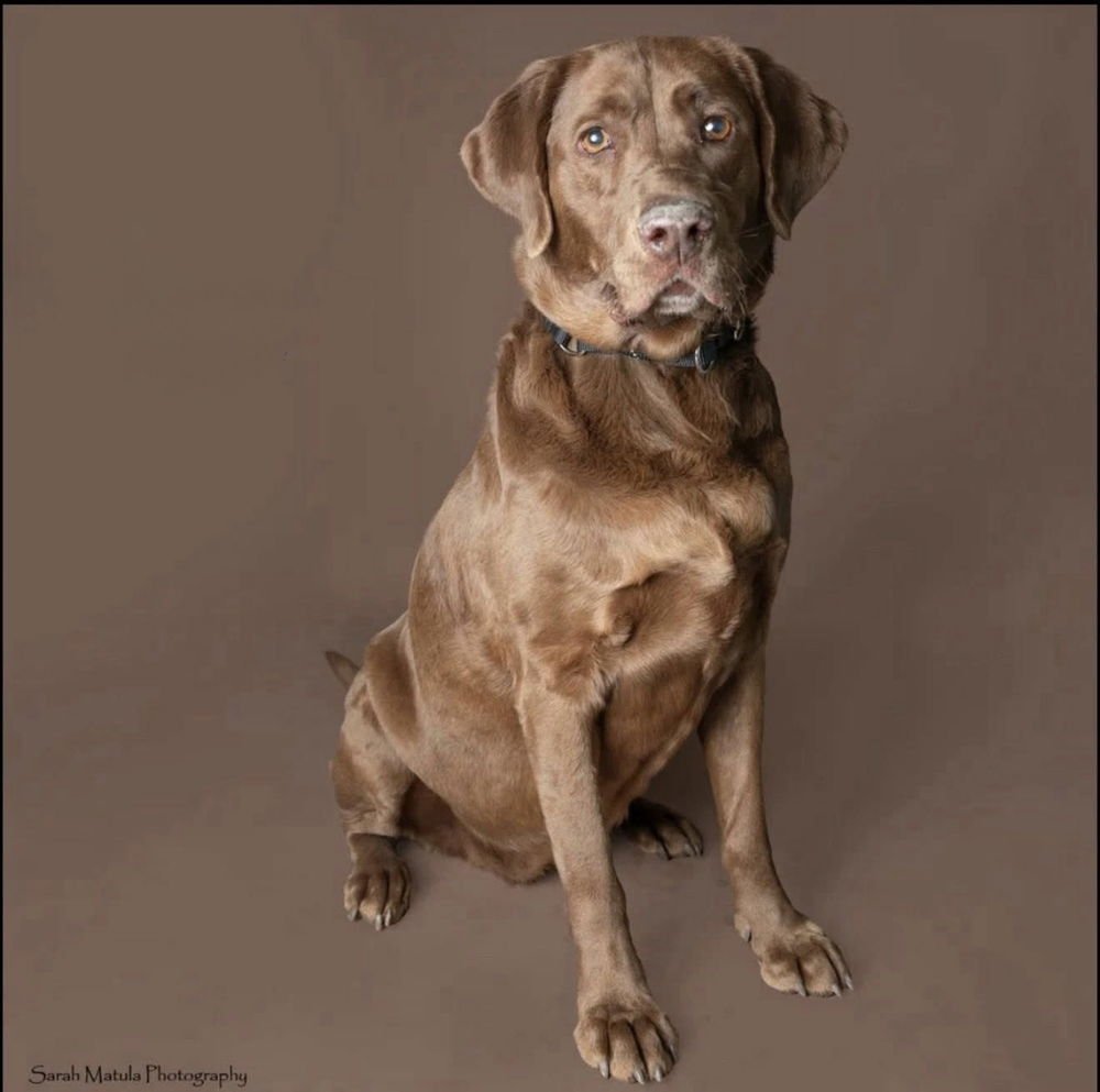 CHAMPOUX / LUCY - Labrador Retriever available for adoption