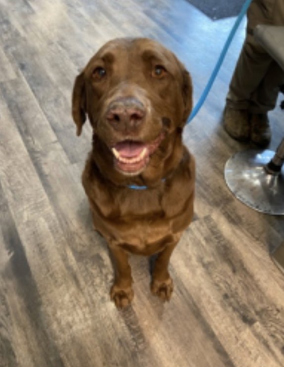 CHAMPOUX / LUCY - Labrador Retriever available for adoption