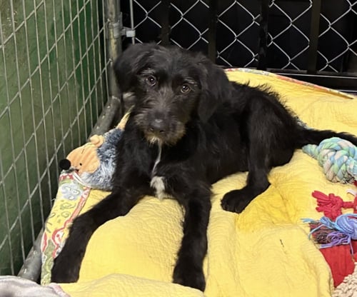 CORBETRENT / STORM - Labrador Retriever / Wirehaired Fox Terrier available for adoption