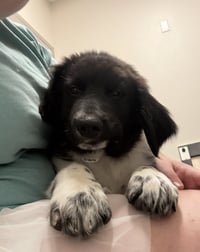 Donatellis / Grizzly - Photo 1