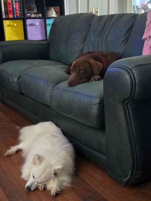 CROWDERS / COCO-PUFF - Labrador Retriever / Terrier available for adoption