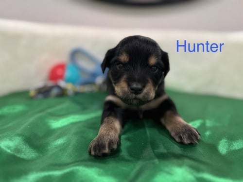 CLIFTON / HUNTER - Golden Retriever / Terrier available for adoption