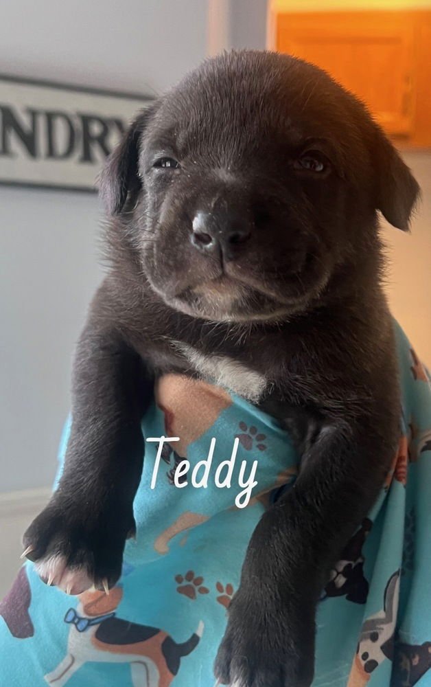 BERTCHY / TEDDY - Labrador Retriever / Terrier available for adoption