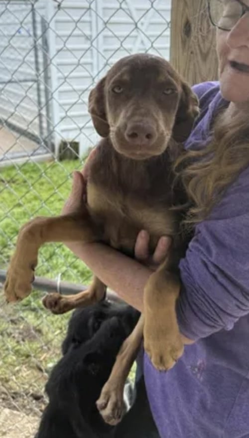 CORBO / LIBERTY - Labrador Retriever / Wirehaired Fox Terrier for adoption in Thornton