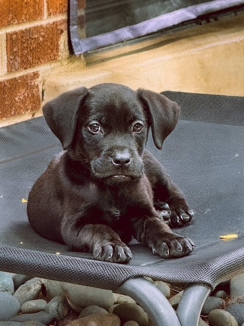 DICKINSON / MIRACLE / POTATO - Labrador Retriever / Terrier available for adoption