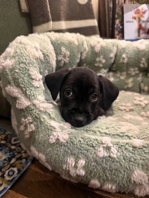DICKINSON / MIRACLE / POTATO - Labrador Retriever / Terrier available for adoption