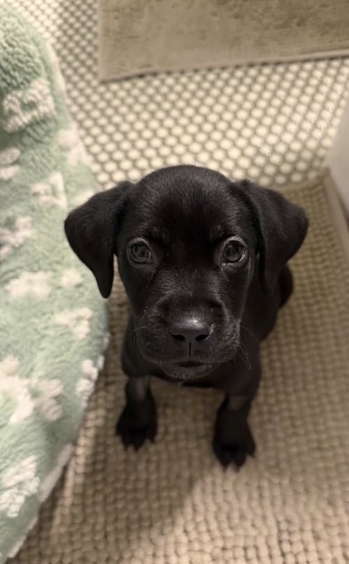 DICKINSON / MIRACLE / POTATO - Labrador Retriever / Terrier available for adoption