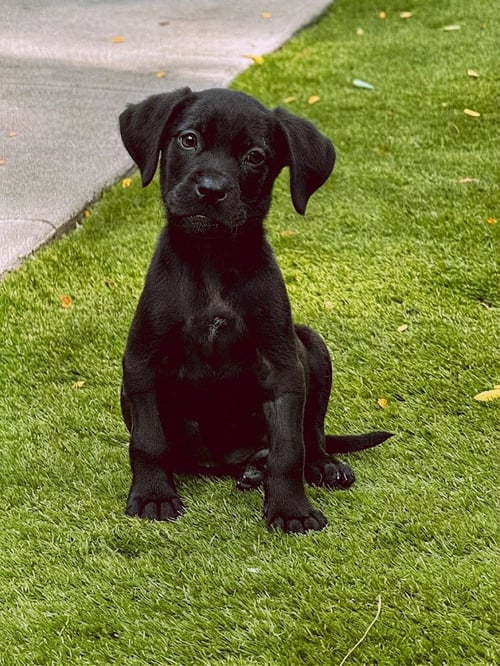 DICKINSON / MIRACLE / POTATO - Labrador Retriever / Terrier available for adoption