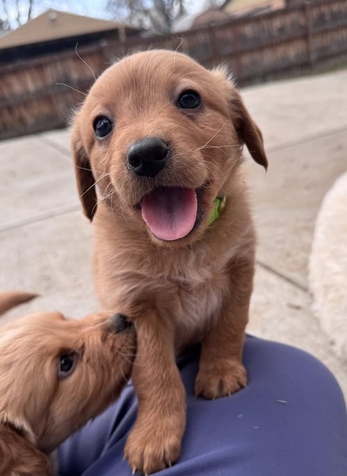 CHECK / BRIAR - Golden Retriever / Terrier available for adoption