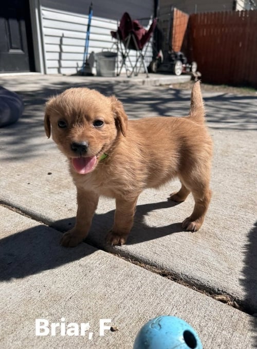 CHECK / BRIAR - Golden Retriever / Terrier available for adoption