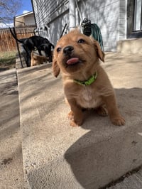 Check / Briar - Photo 3