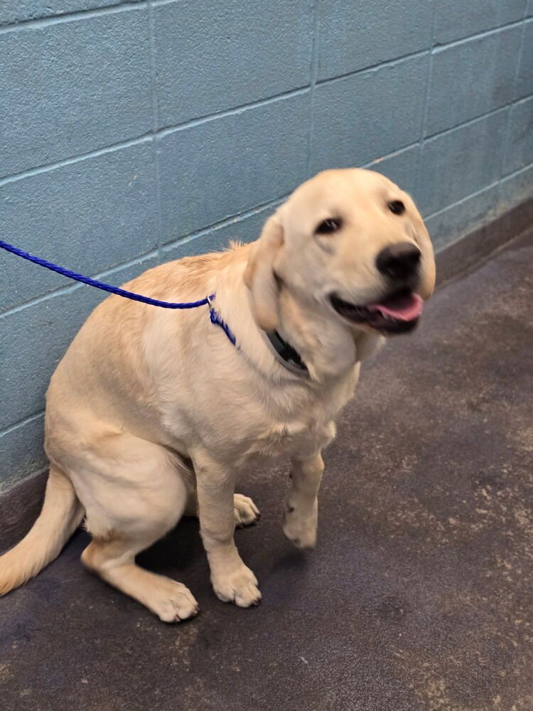 BARANKA / DUKE - Labrador Retriever available for adoption