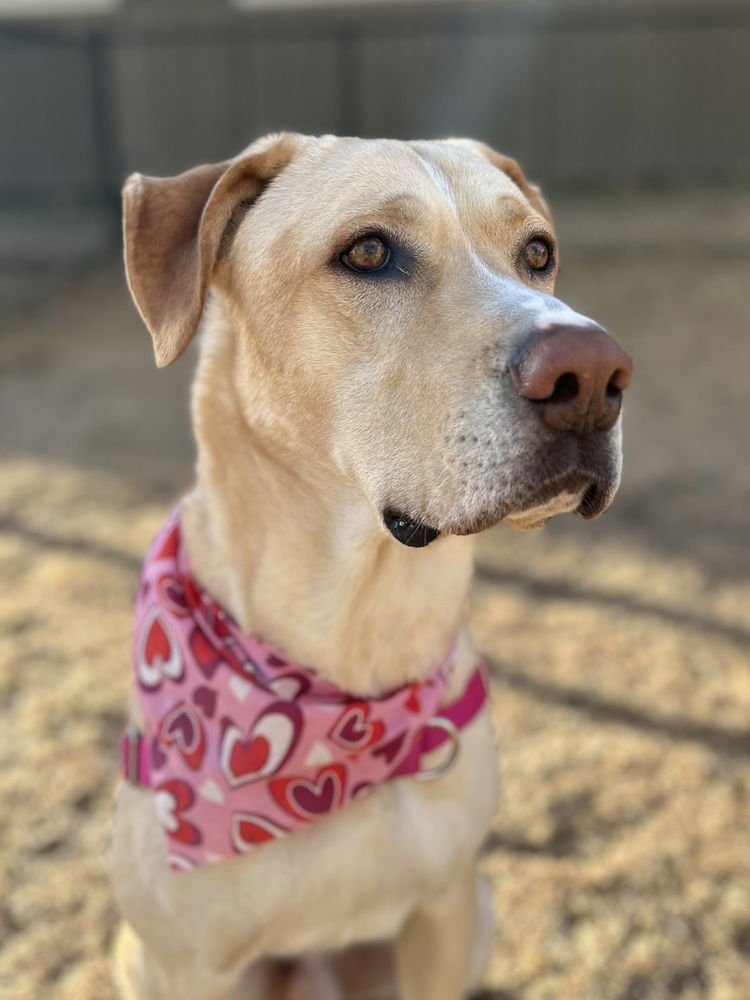 AYZERMAN / SLIM PICKENS / REX - Labrador Retriever / Terrier available for adoption